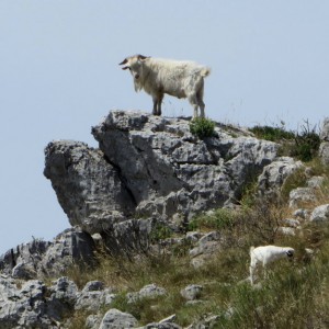 The billy goat kept a close eye on us!