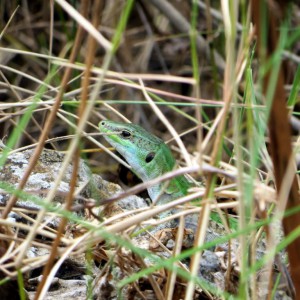 Another wee lizard
