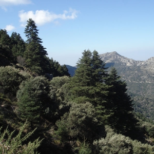 Spanish Fir trees