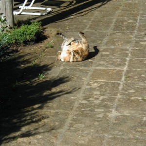 La Fornacina Cat_tangle