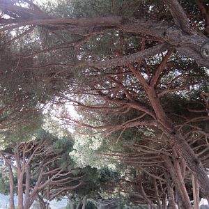 Slow Bowl 2017  Ave of Cypress Trees