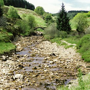Kielder Forest