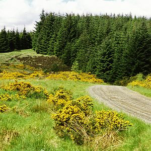 Kielder Forest