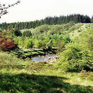 Kielder Forest