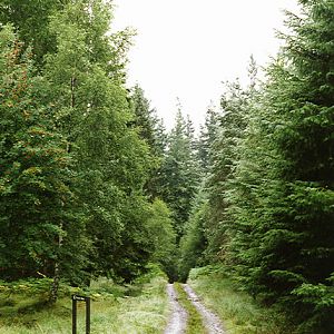 Kielder Forest