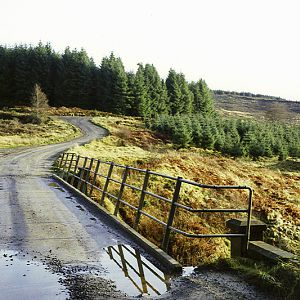 Kielder Forest