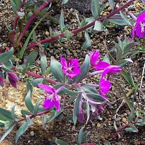 Broad Leaved Willowherb