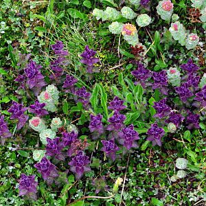 Flower Valley, Flora