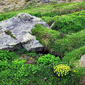 Flower Valley, Vegetation