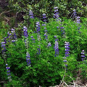 Arctic Lupin, Narsarsuaq