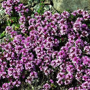 Creeping Thyme, Narsarsuaq