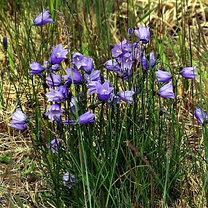 Harebell, Narsarsuaq