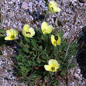 Arctic Poppy, Narsarsuaq