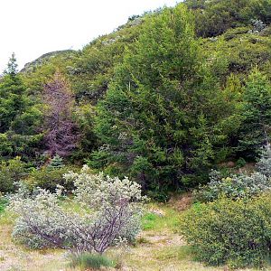 Plantation, Narsarsuaq
