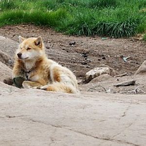 Oqaatsut, Dogs