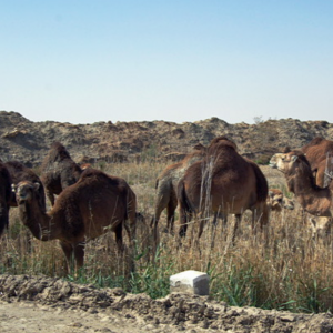 Camels