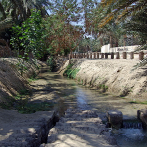 Irrigation in a Palmeraie