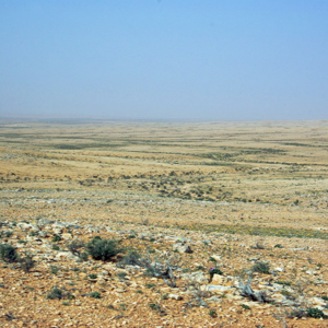 Stony desert near Ksar Ghilane
