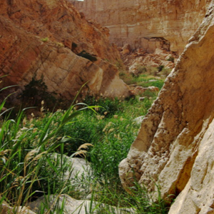 Tamerza, the canyon below cascade