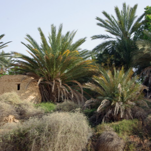 Palmeraie above the waterfall, Tamerza