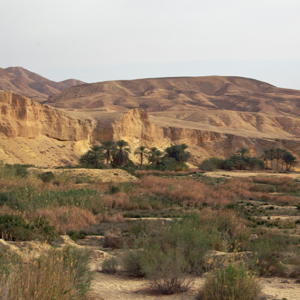 Oeud and stony desert, Tamerza
