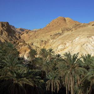 Chebika oasis