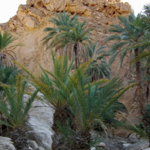 Chebika oasis