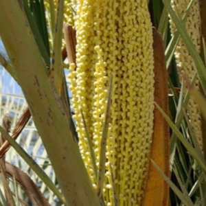 Date palm flowers