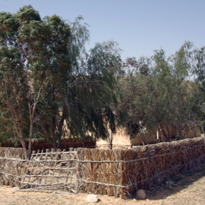 Palmeraie surrounded by palm frond fencing, Mides