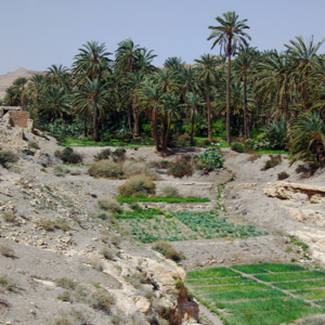 Irrigated plots outside the Palmeraie, Mides.png