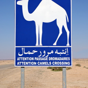 Camel sign