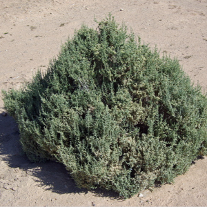 Bourgriba,  a desert plant popular with camels for its high water content
