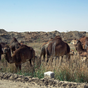Dromedaries