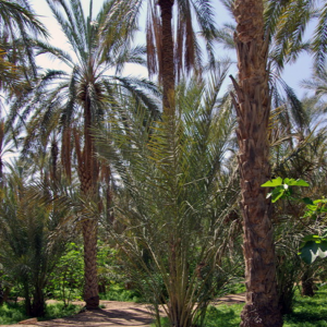 Palmeraie