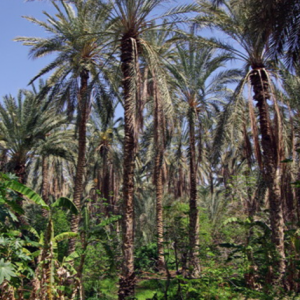 Palmeraie