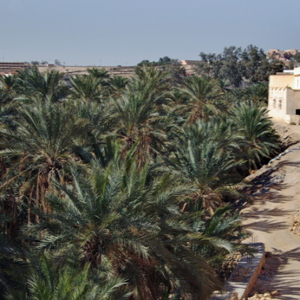 Nefta and the Palmeraie