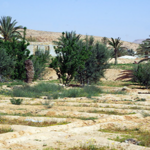 Fields, Magora village