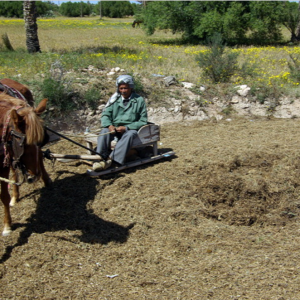 Djerba - chopping beans