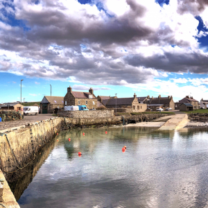 Roseharty