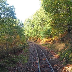 Plas Tan y Bwlch woodlands