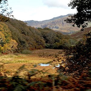 Wet marshy area behind the station master's house, Dduallt