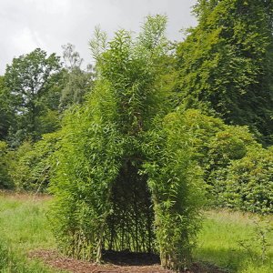 Harlow Carr Gardens