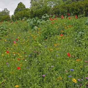 Harlow Carr Gardens