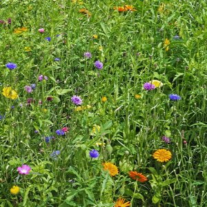 Harlow Carr Gardens