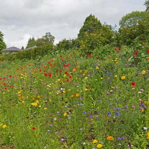 Harlow Carr Gardens
