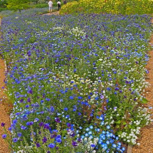 Harlow Carr Gardens