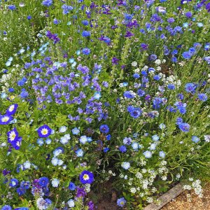 Harlow Carr Gardens