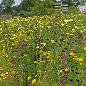 Harlow Carr Gardens