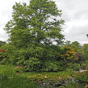 Harlow Carr Gardens