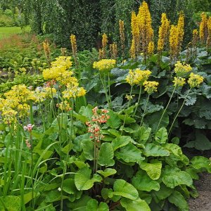 Harlow Carr Gardens